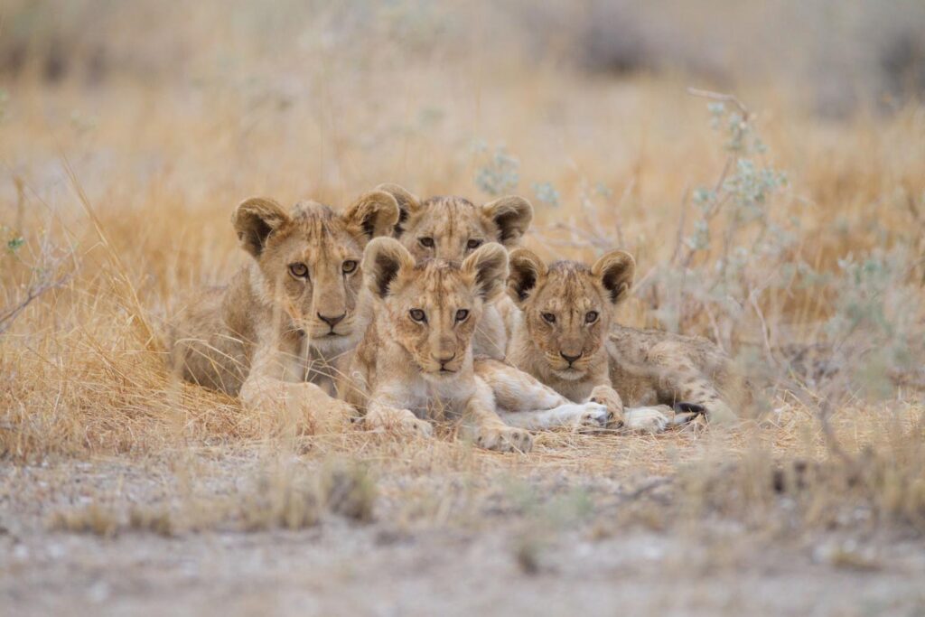 Welcome to a world of extraordinary adventures and unmatched safari experiences.
