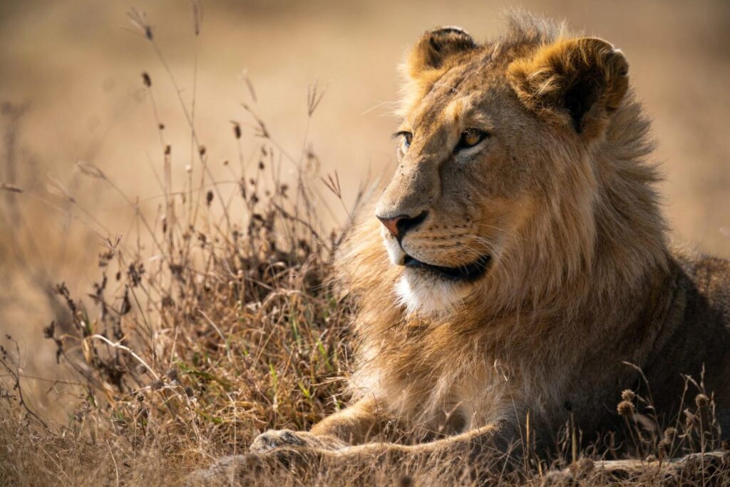 Create your perfect safari adventure with our tailor-made packages. From thrilling game drives to serene escapes, every detail is designed around your unique preferences
