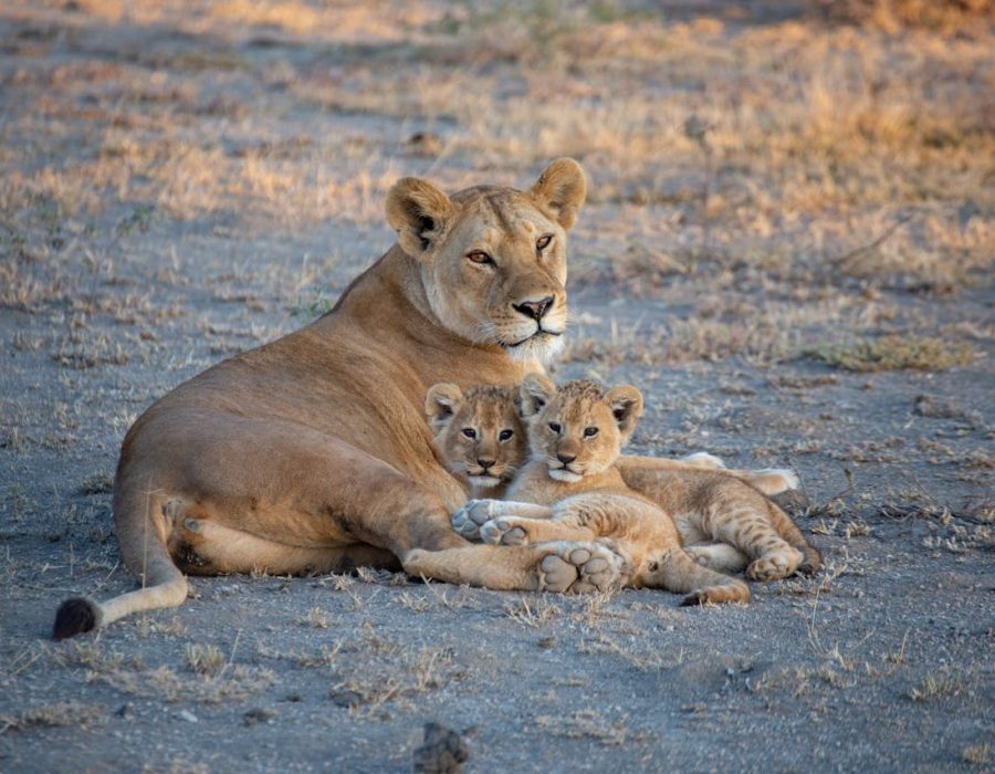 Serengeti Safaris Serengeti Safaris