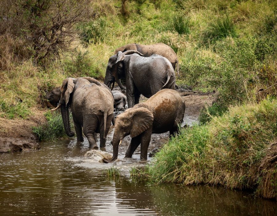 Tarangire Safari Tarangire Safari